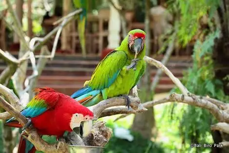 Bali Bird Park, Jl. Serma Cok Ngurah Gambir Singapadu, Batubulan, Kec. Sukawati, Kabupaten Gianyar, Bali 80582, Indonesia