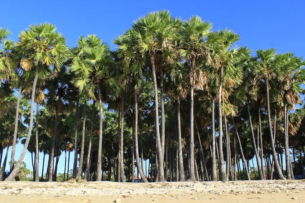 VM86+H9Q Batu Nona Beach, Lasiana, Kec. Klp. Lima, Kota Kupang, Nusa Tenggara Tim., Indonesia