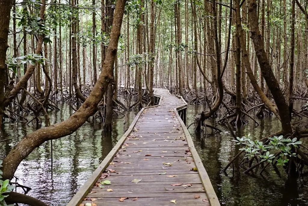 4FWX+727 Bontang Mangrove Park, Jl. Cut Nyak Dien, Bontang Baru, Kec. Bontang Utara, Kota Bontang, Kalimantan Timur 75325, Indonesia