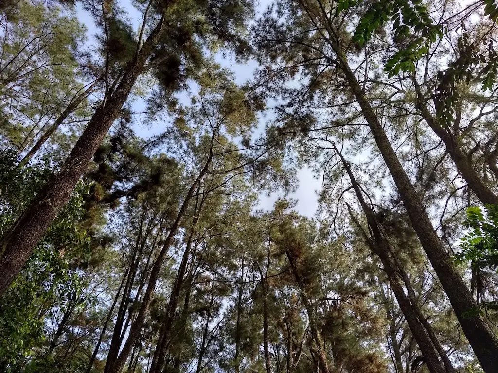 Hutan Kota Pinus Mentaos I, Jalan Suriansyah Ujung Kelurahan Mentaos, Loktabat Utara, Kec. Banjarbaru Utara, Kota Banjar Baru, Kalimantan Selatan 70711, Indonesia