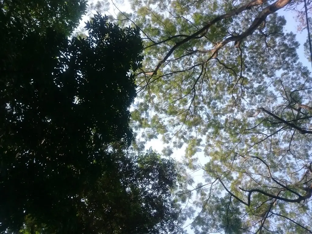 Hutan Kota Srengseng, Jl. H. Kelik, RT.8/RW.6, Srengseng, Kec. Kembangan, Kota Jakarta Barat, Daerah Khusus Ibukota Jakarta 11630, Indonesia