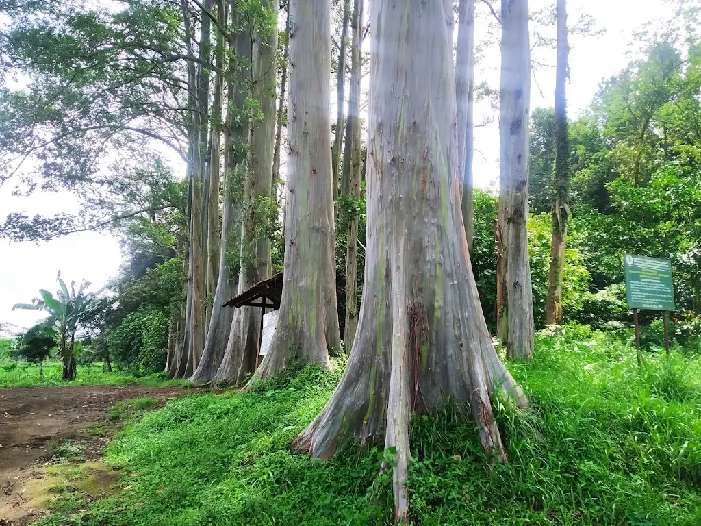 2232+8WW Hutan Pohon Warna Warni, Unnamed Road, Suko Arah, Sumberwringin, Bondowoso Regency, East Java 68287, Indonesia