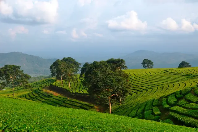 Kawasan Wisata Gunung Dempo, Jalan Alamsyah Ratu Prawiranegara, Pagar Wangi, Kec. Dempo Utara, Kota Pagar Alam, Sumatera Selatan 31581, Indonesia