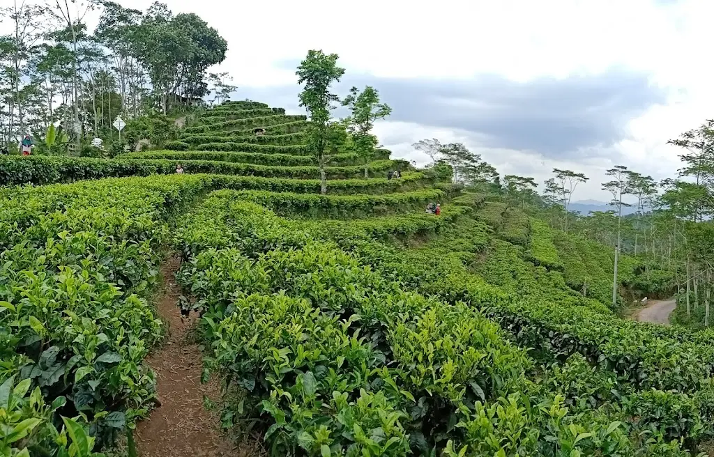 943R+5HH Kebun Teh Nglinggo, Nglinggo Barat, Pagerharjo, Kec. Samigaluh, Kabupaten Kulon Progo, Daerah Istimewa Yogyakarta 55673, Indonesia