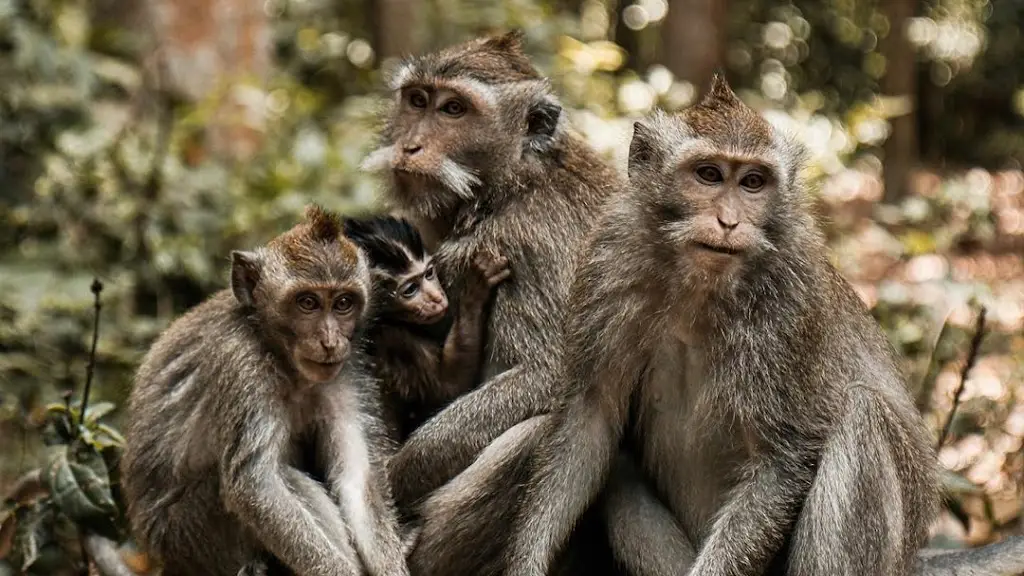 Sangeh Monkey Forest, Jl. Brahmana, Sangeh, Kec. Abiansemal, Kabupaten Badung, Bali 80353, Indonesia